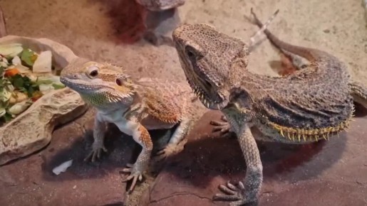 Время обеда. Так подумали ящерицы-агамы из Ярославского зоопарка
