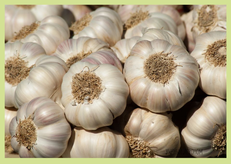 Как сохранить сладость чеснока: секреты правильного хранения