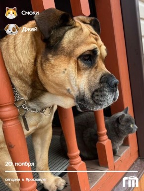 Сегодня доброе утро спешат пожелать нам Джей и Смоки! Эти неразлучные друзья Татьяны Ратниковой, несмотря на разницу в размерах, сидят рядышком и смотрят в одном направлении