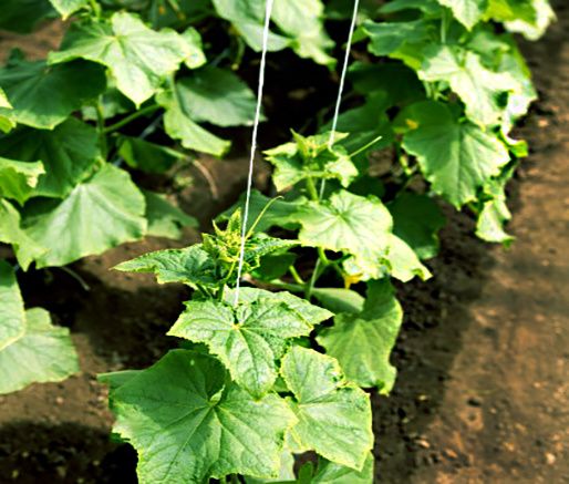 Герман F1: надежный гибрид огурца для вашего огорода