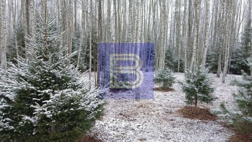 Доброе утро, Ярославль!. До наступления зимы осталось всего 3 дня, но осень пока не уступает