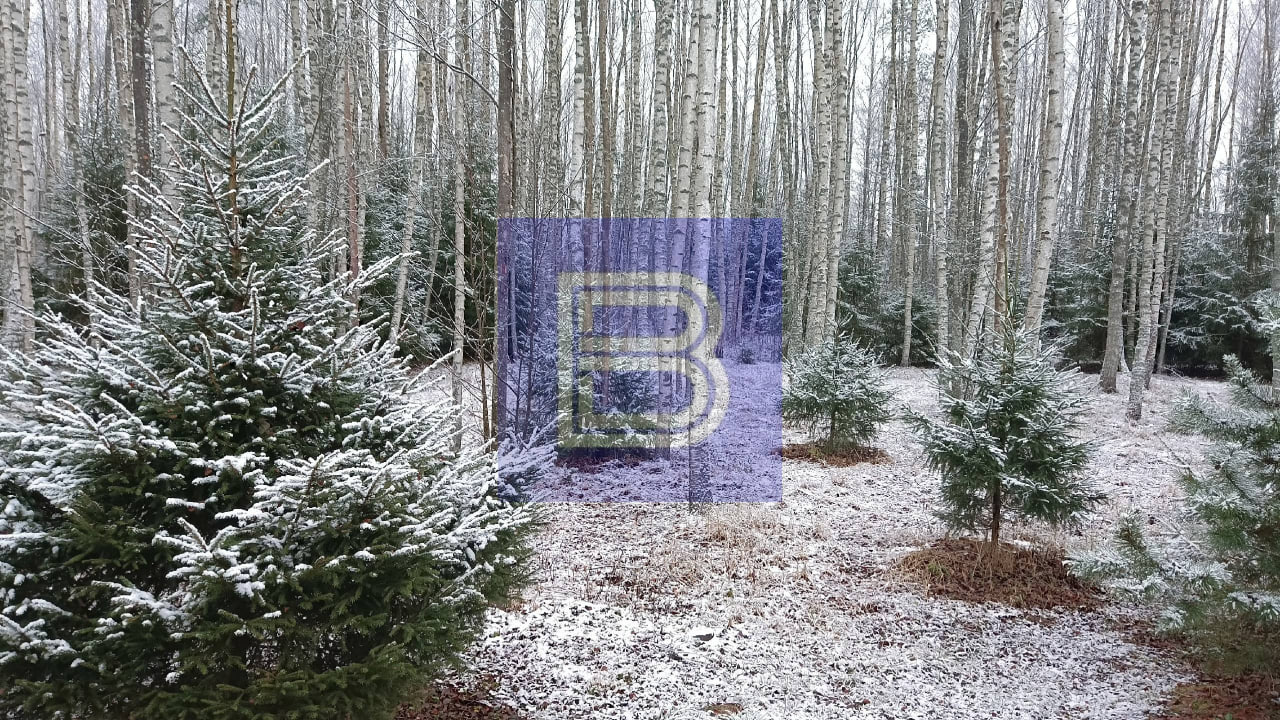 Доброе утро, Ярославль!. До наступления зимы осталось всего 3 дня, но осень пока не уступает