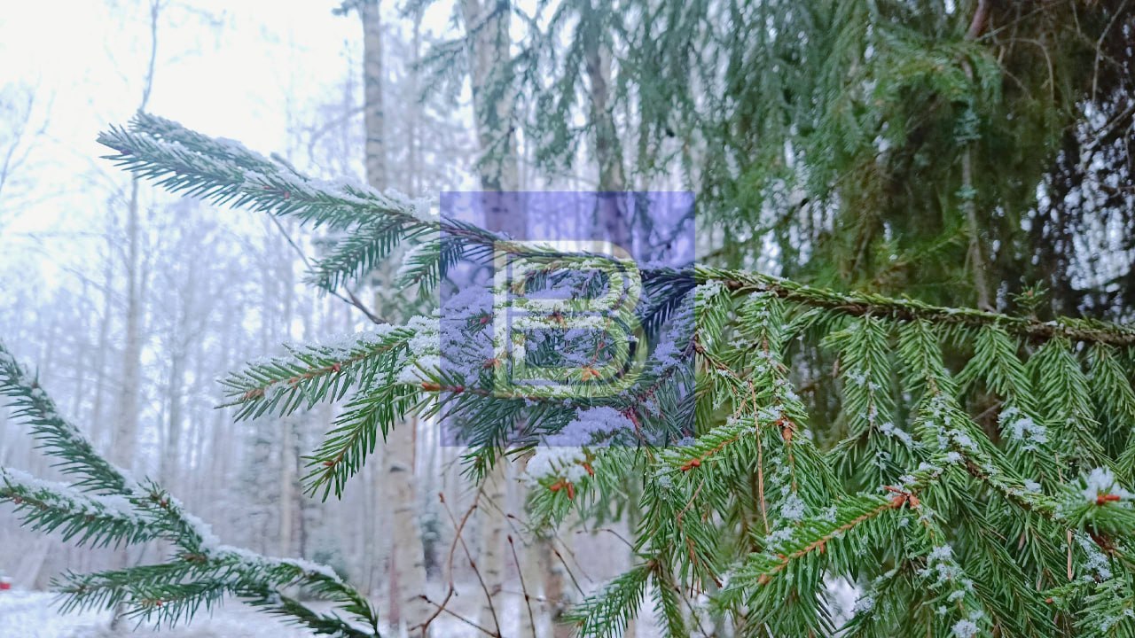 Доброе утро, Ярославль!. До наступления зимы осталось всего 3 дня, но осень пока не уступает Доброе утро, Ярославль!. До наступления зимы осталось всего 3 дня, но осень пока не уступает