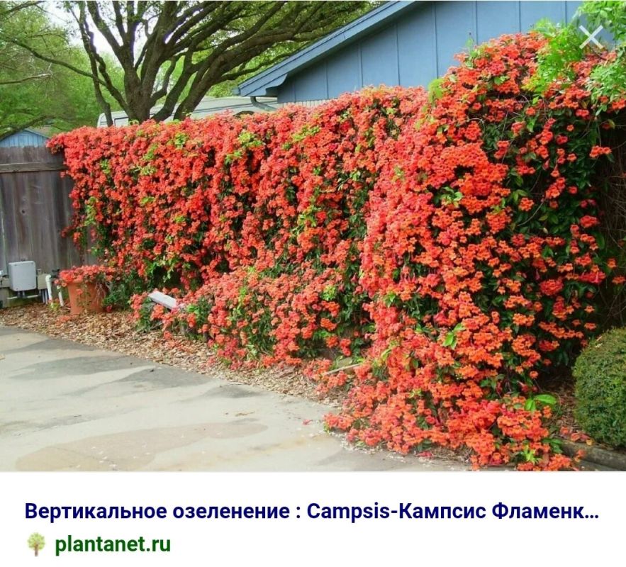 Тайны вьющихся растений: как выбрать идеальные культуры для вашего сада