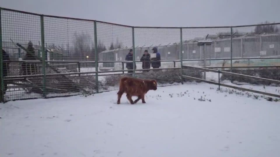 В Ярославском зоопарке — новый рогатый обитатель!
