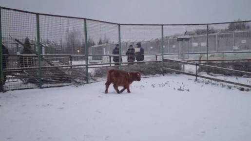 В Ярославском зоопарке — новый рогатый обитатель!