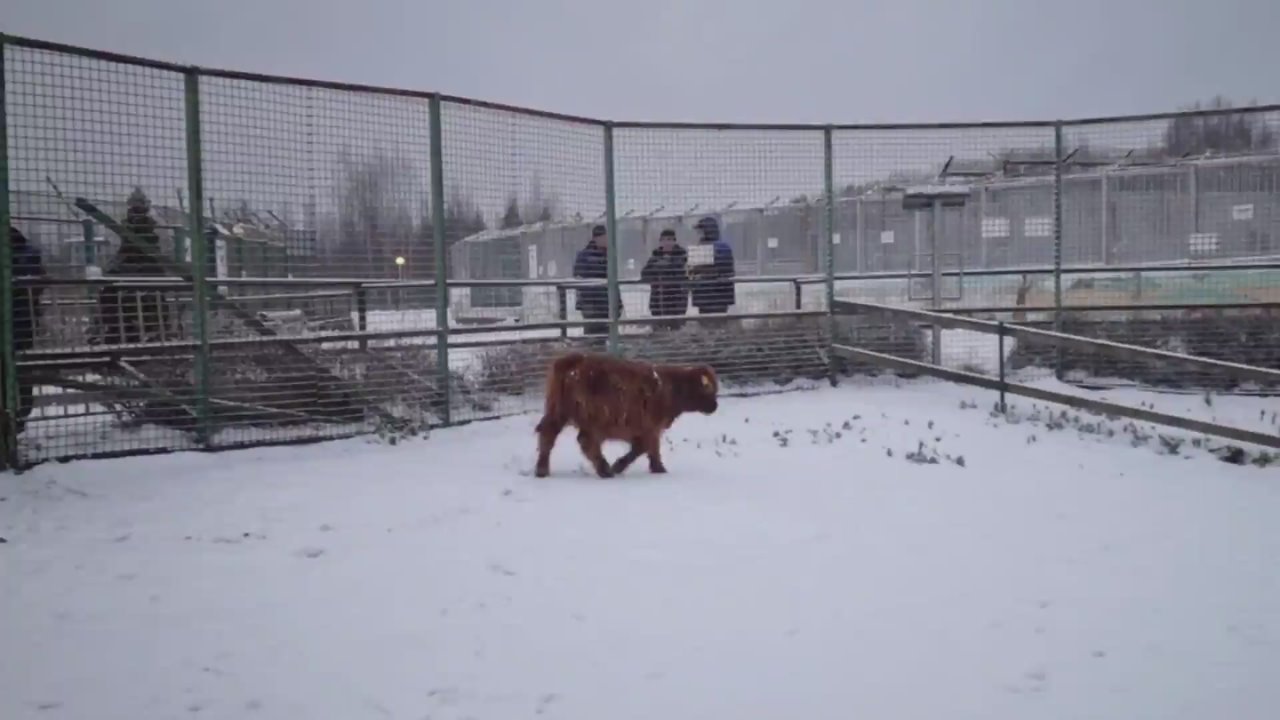 В Ярославском зоопарке — новый рогатый обитатель!