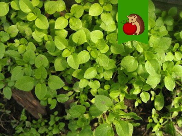 Эффективная борьба с мокрицей в огороде