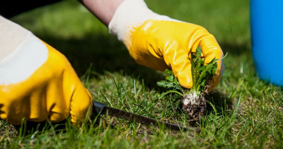 Эффективная борьба с сорняками: советы для садоводов