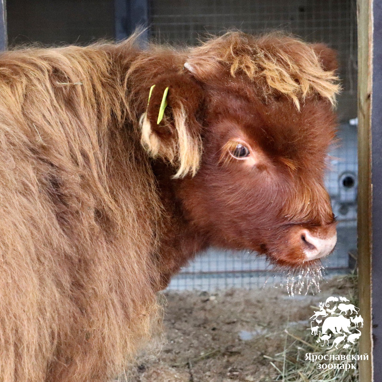 В Ярославском зоопарке поселился бычок