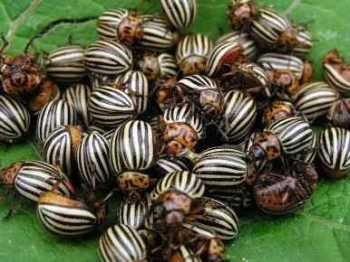 Уникальная борьба с колорадским жуком: как использовать соланин в своем огороде