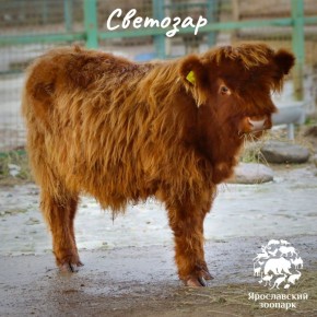 Нового обитателя Ярославского зоопарка нарекли Светлозаром