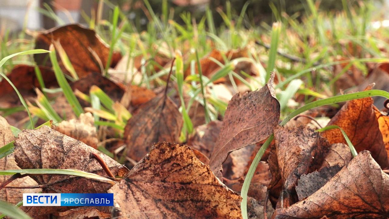 Доброе утро, ярославцы!. Сегодня вторник — рабочая неделя в самом разгаре