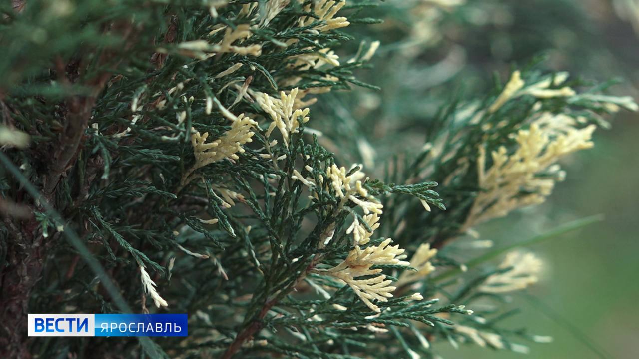 Доброе утро, ярославцы!. Сегодня вторник — рабочая неделя в самом разгаре Доброе утро, ярославцы!. Сегодня вторник — рабочая неделя в самом разгаре