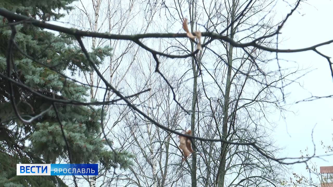 Доброе утро, ярославцы!. Сегодня вторник — рабочая неделя в самом разгаре Доброе утро, ярославцы!. Сегодня вторник — рабочая неделя в самом разгаре