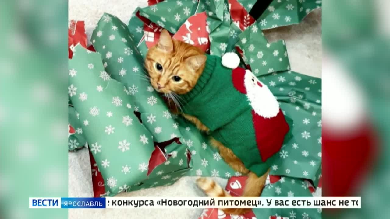 ГТРК «Ярославия» продолжает конкурс «Новогодний питомец»