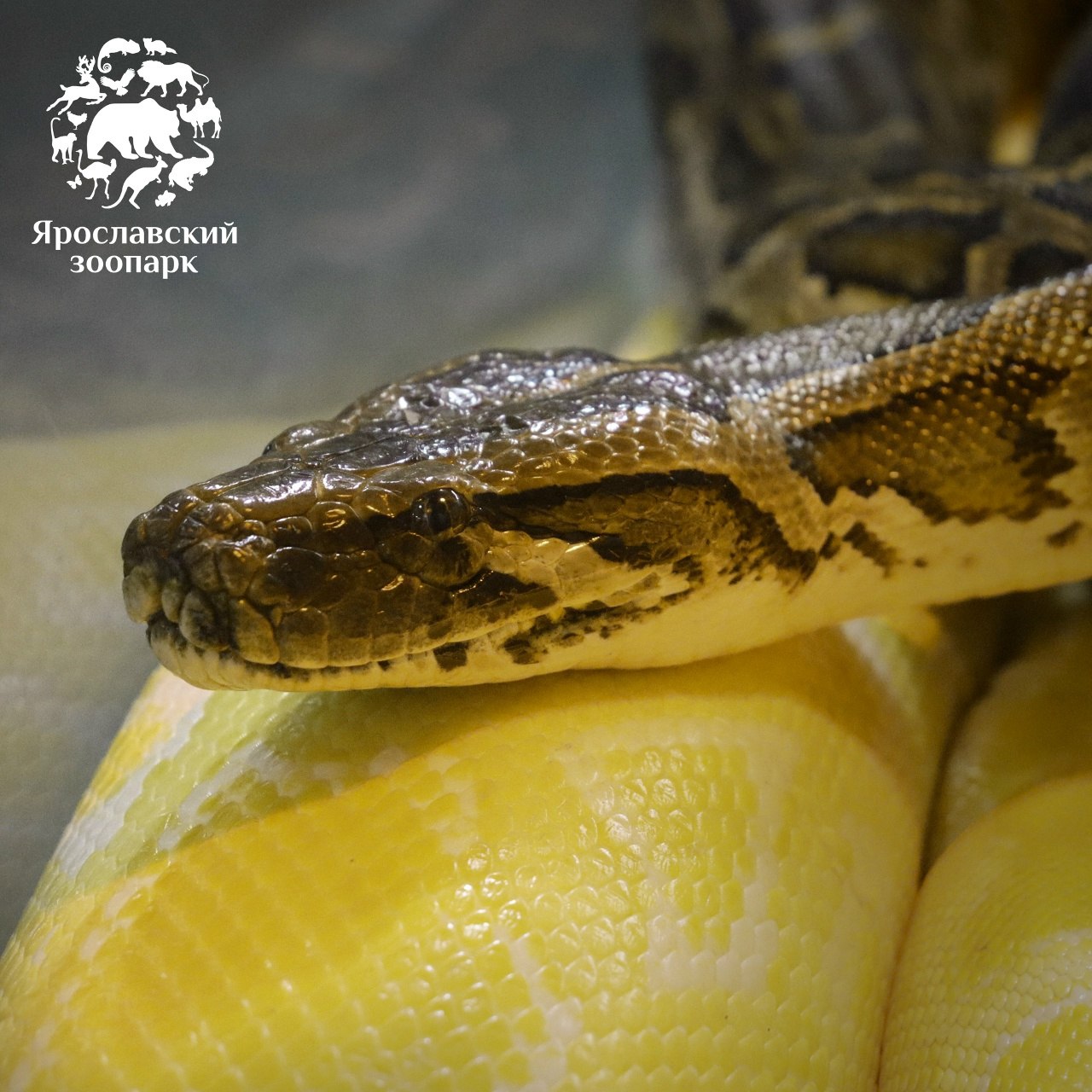 В Ярославском зоопарке обживается тёмный тигровый питон