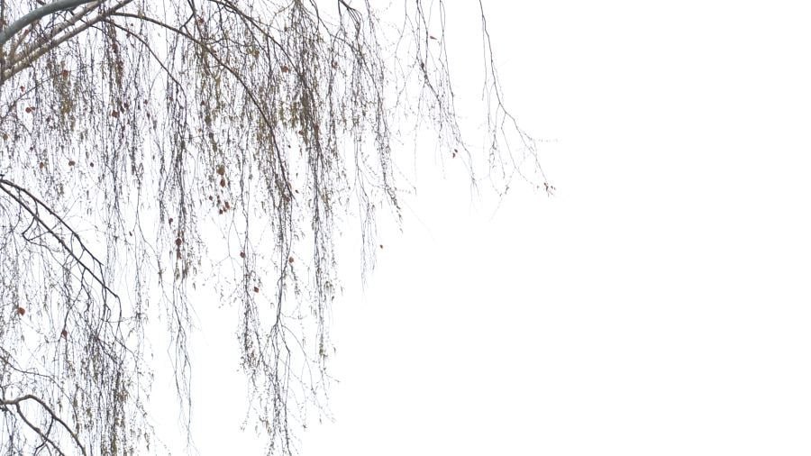 Внимание жителям Ярославской области: в регионе ожидается усиление ветра, гололедица и налипание мокрого снега