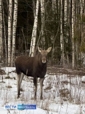 На одной из дорог Ярославской области жители заметили лося