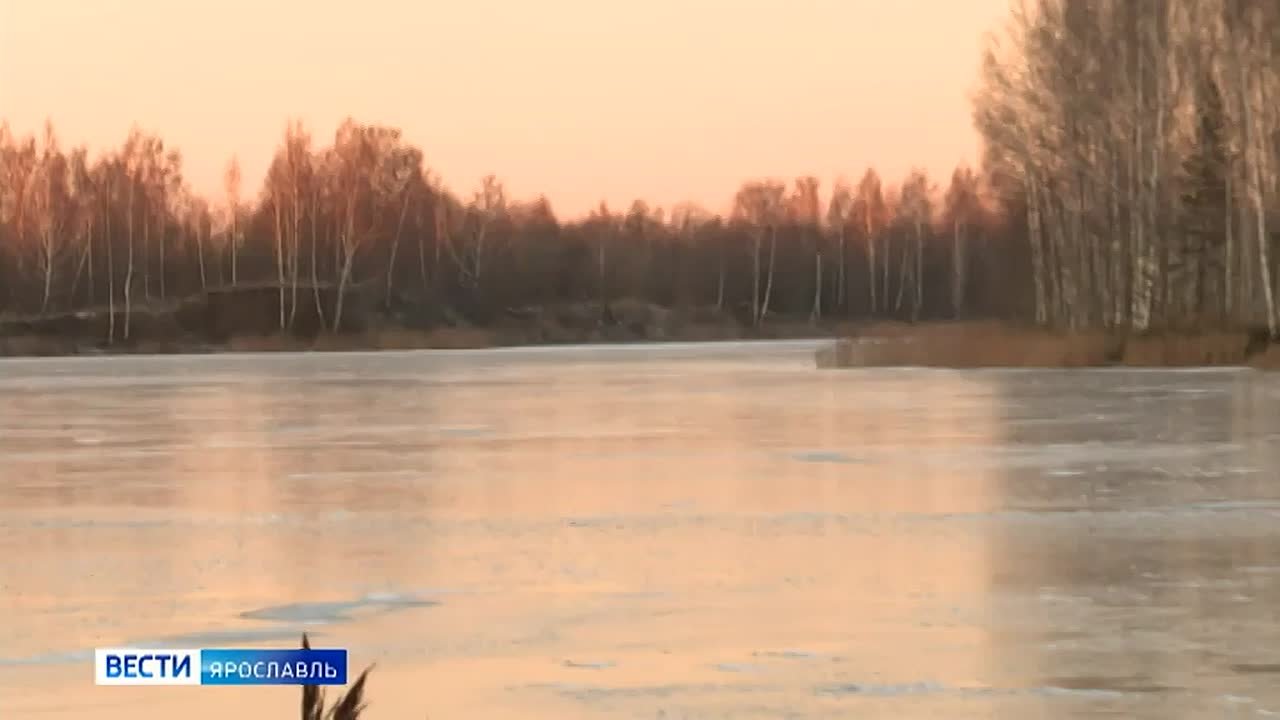 Под Ярославлем спасали лебедей, которым помощь и не требовалась