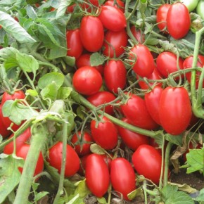 ������������ �������� �������� ��� ������� � �������