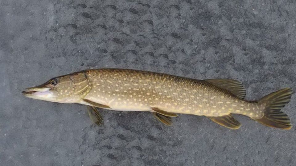 ��������� ������ ���� � ���� � ������ �� ������ �����