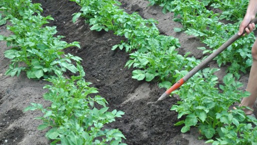 Как окучивание картофеля может стать потёмками урожая: советы дачникам