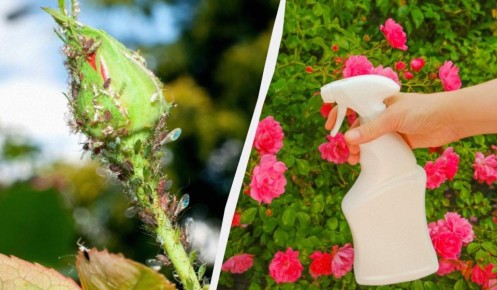 ��� �������� ���� �� ���: ������� ������ ��� ������� ��������