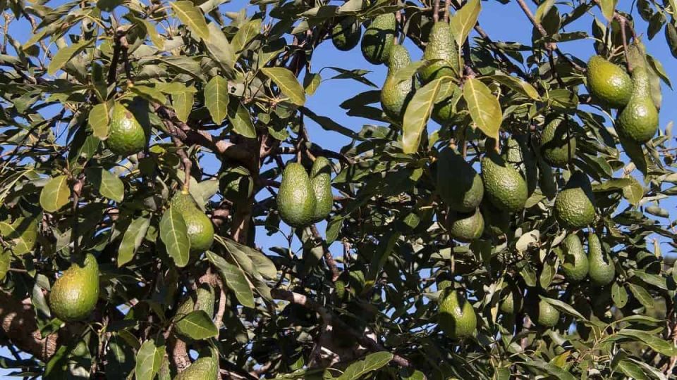 ��� ����� ������� �������� �������: ��������� ������������� � �������� ��������