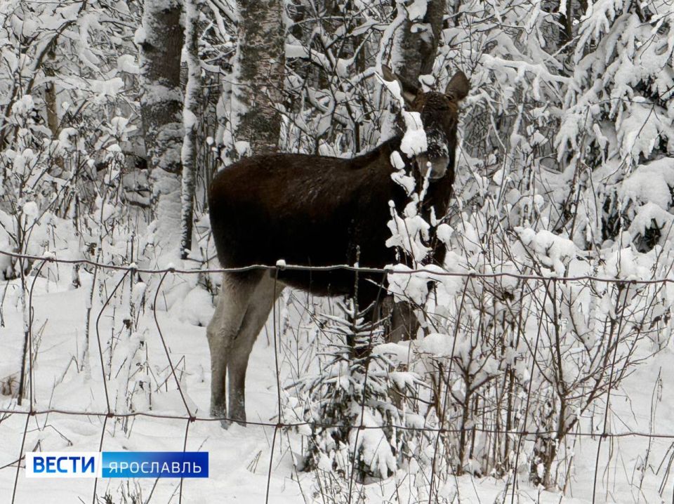 ��� �� ���������� ������: � ��������� �������� ����