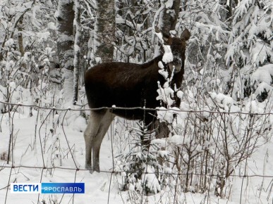 Как из новогодней сказки: в Пречистом заметили лося