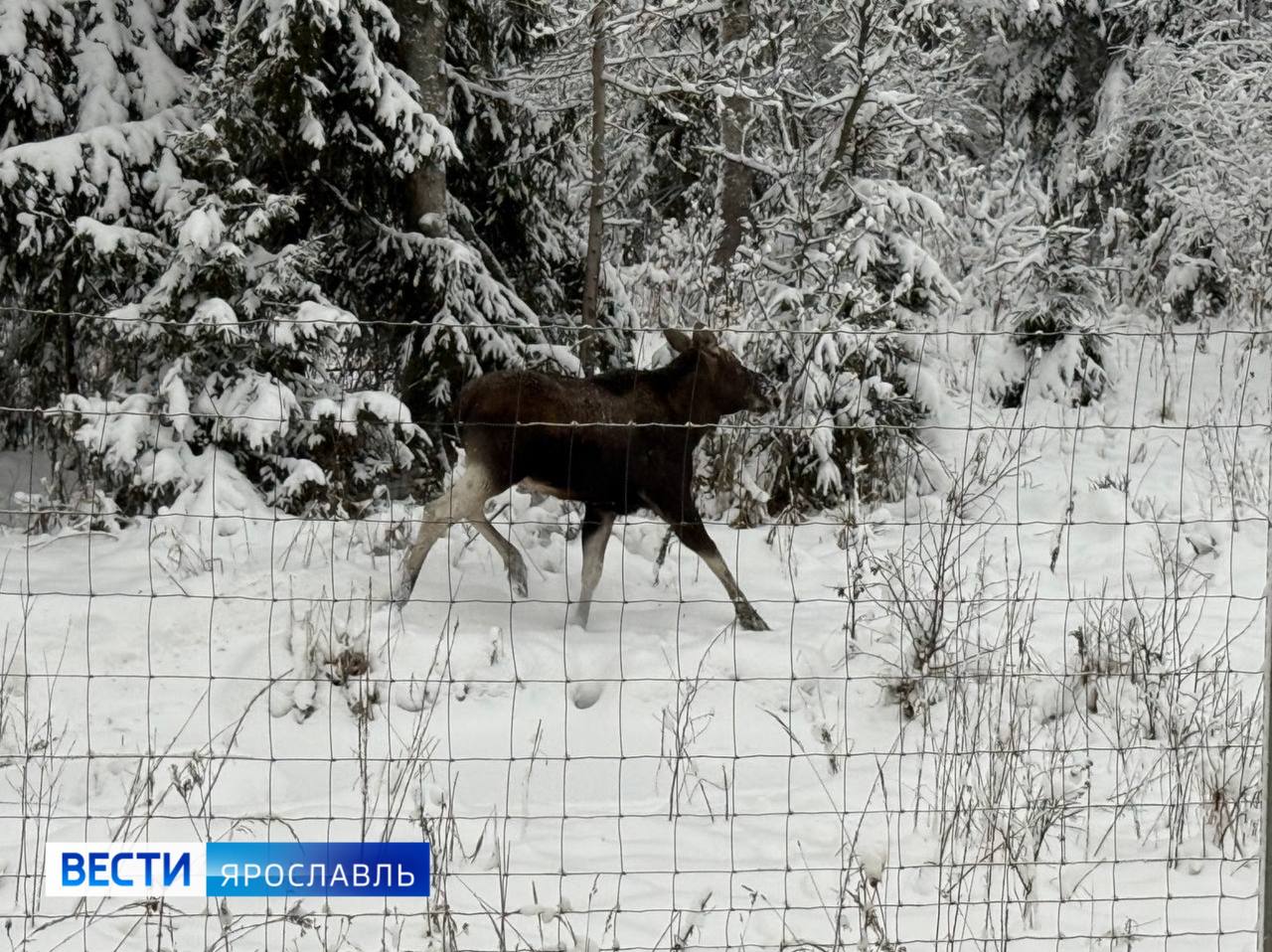 Как из новогодней сказки: в Пречистом заметили лося Как из новогодней сказки: в Пречистом заметили лося