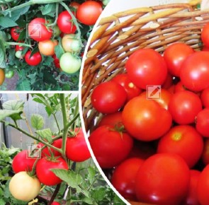 ��� �������� ���������� �������: �������� ��� ��������� � �������