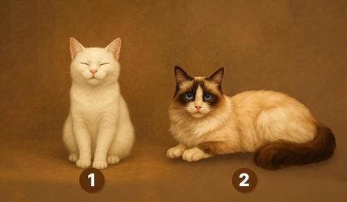 ��� ��������� �������� '���': ��������������� ���� �� ������� ��������