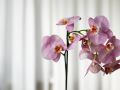 Почему орхидеи не цветут? Разбираемся в причинах и решениях