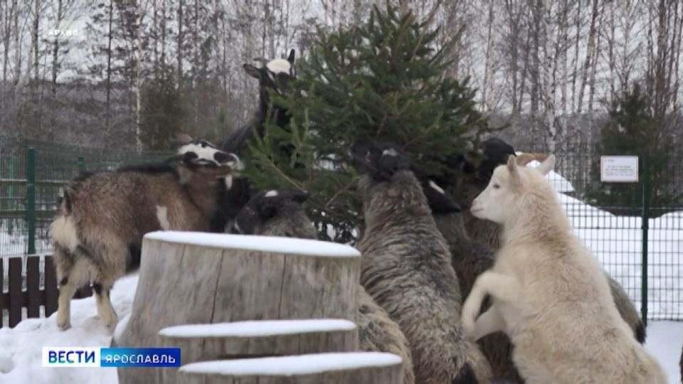 Новогодние деревья, которые украшали квартиры и дома, могут вновь принести пользу