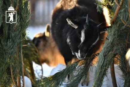 � ��������� ���������� ����� ������� ���� ��������