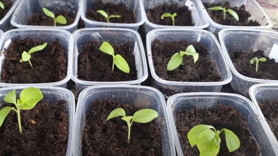 ����� ������� �����: ����� ����� ��������� � ����� ��� ������ �������