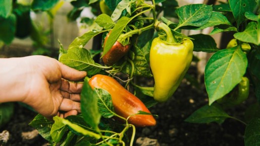 ������ � ������ ������ �� ����������: ����������� �� ������� ��� ���