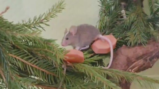 ������ ���������� ���� ����� ���������� ���������� ������������ ��������