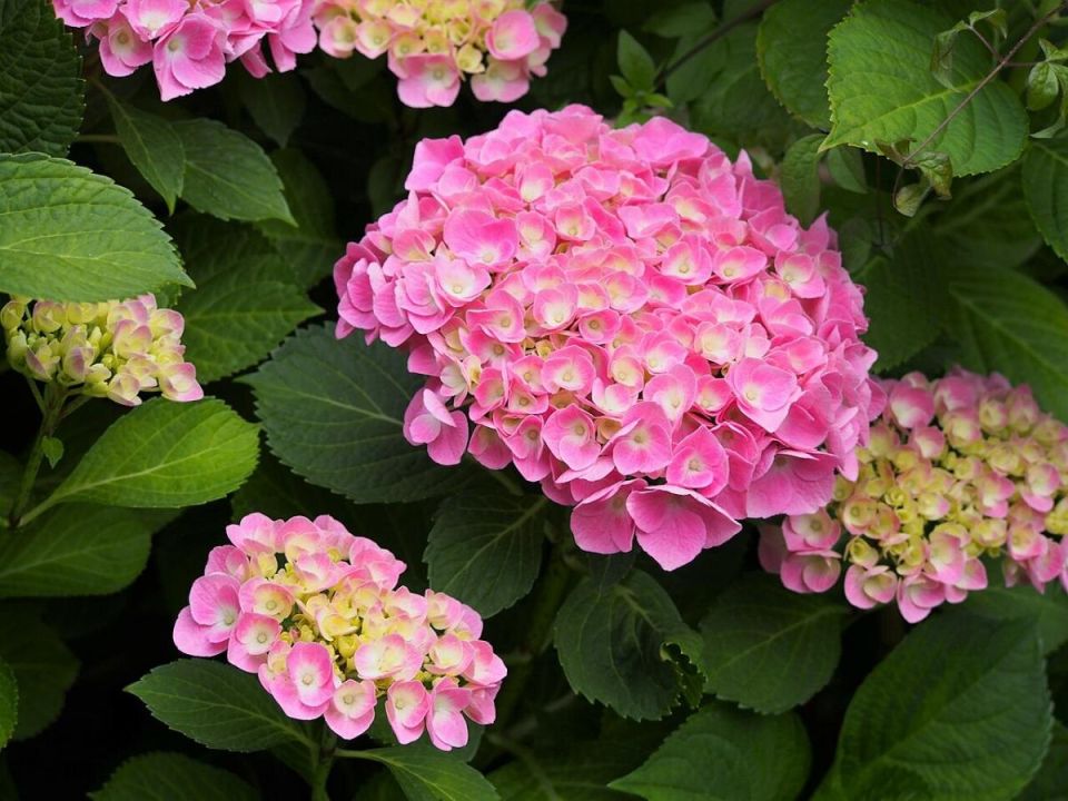 ����������� ���� ��� ���� ������: ��������� ����������� ������� ����� �������