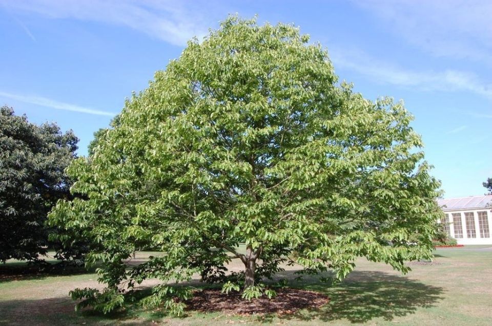 ����������� �����������: ��� � ���� �������� ��������� ������������� ������