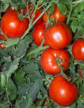 ������� ��������� ������������ ����� ���������: ����������� ������