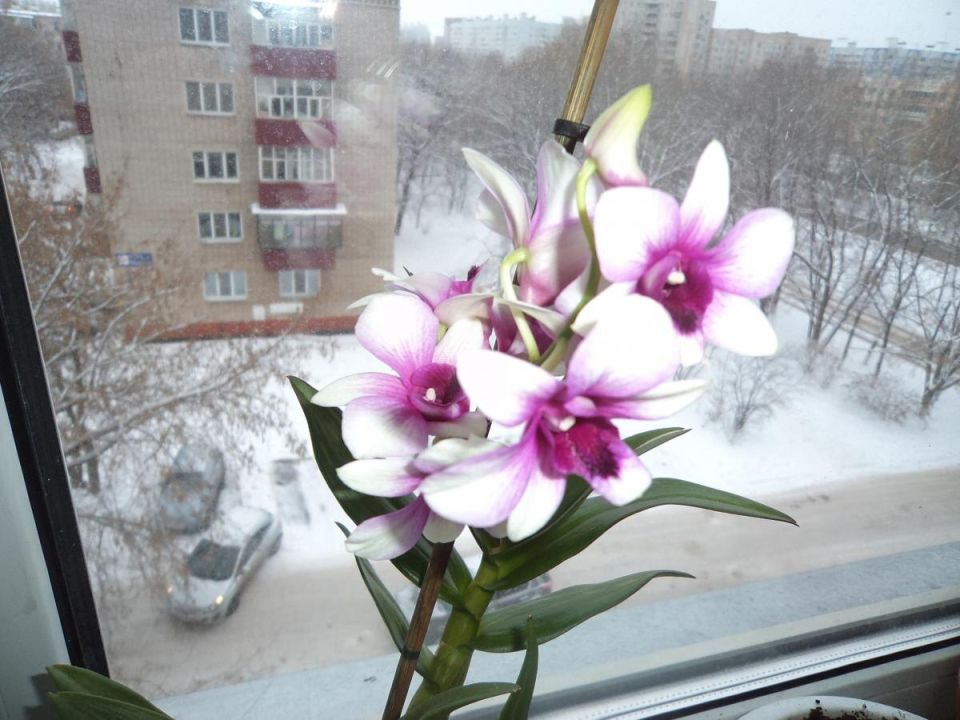 ������ ������� �������: ������� ������� � ������� �������