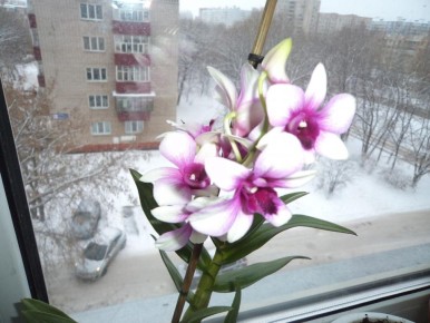 ������ ������� �������: ������� ������� � ������� �������