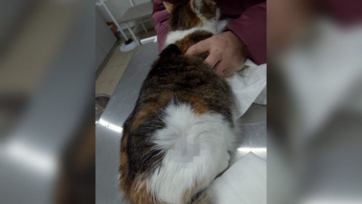 ���������� ����������� ������� �������� ��-��� ���� ����� ���������������� �����