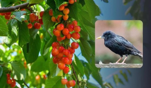 ��� ������ ������ ������� �� ���������� ��������: ������ ������