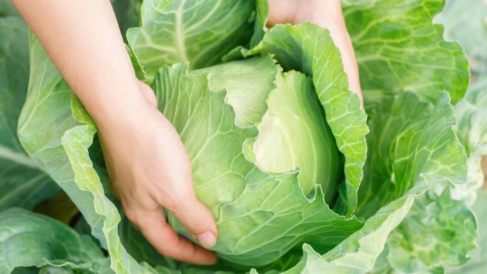 ��� ������ ������� ������������ �� �������: �� ���� ������ ���� ������