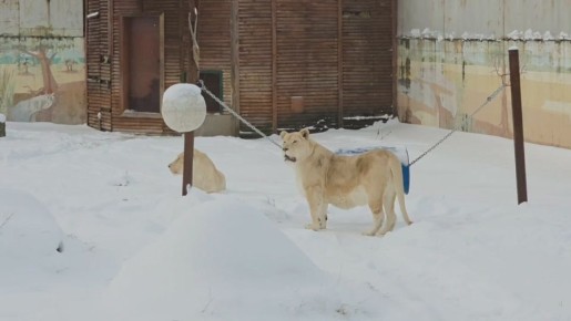 �������� �� �����: ����������� ������� �������, ��� �������� ��������� ����� ������ � ���