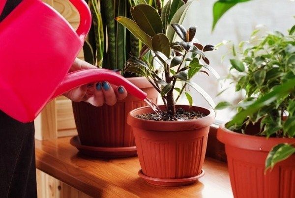 Зимний уход за растениями: как не допустить стресса у зеленых любимцев